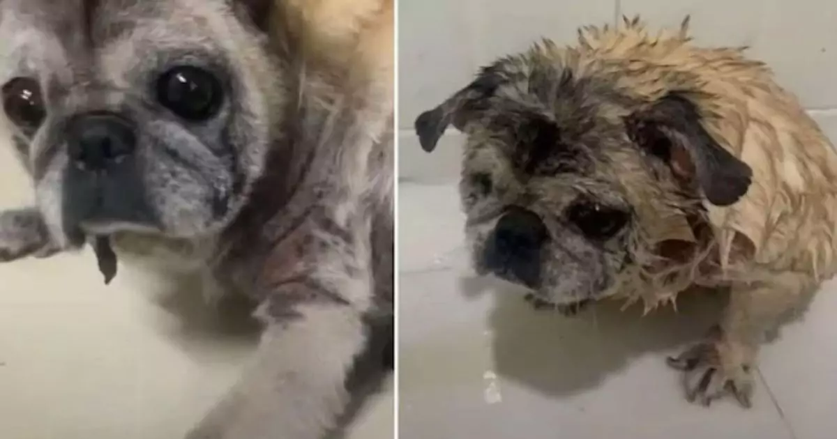 Lasciato solo e malato dai suoi padroni, il vecchio Bulldog ha trovato amore e dignità nei suoi ultimi giorni grazie a chi non ha voltato lo sguardo.