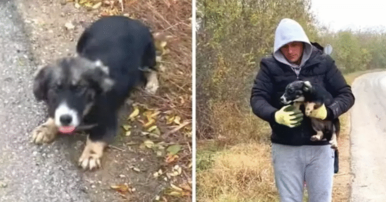 Trovata per strada in Serbia, la piccola era stata lasciata sola dal suo padrone. Salvata da un uomo, oggi sogna una nuova vita in famiglia.