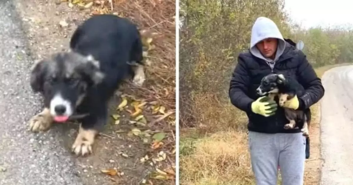 Trovata per strada in Serbia, la piccola era stata lasciata sola dal suo padrone. Salvata da un uomo, oggi sogna una nuova vita in famiglia.