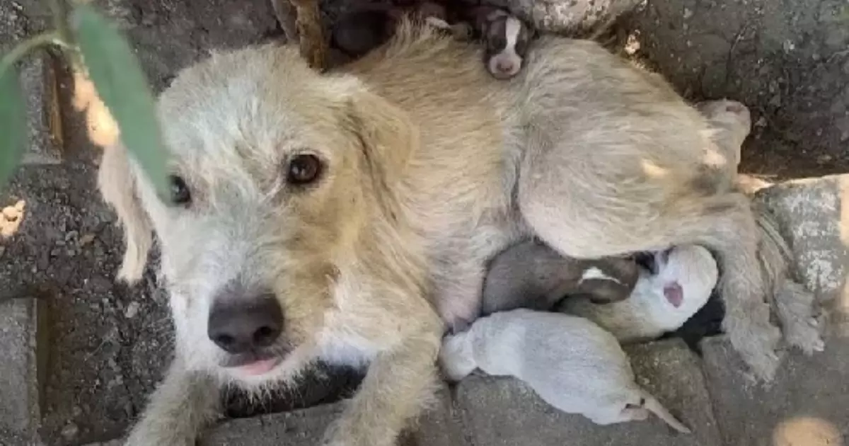Sola e affamata, ha protetto i suoi piccoli fino all’ultimo respiro. Poi, una donna dal cuore grande le ha cambiato per sempre il destino.