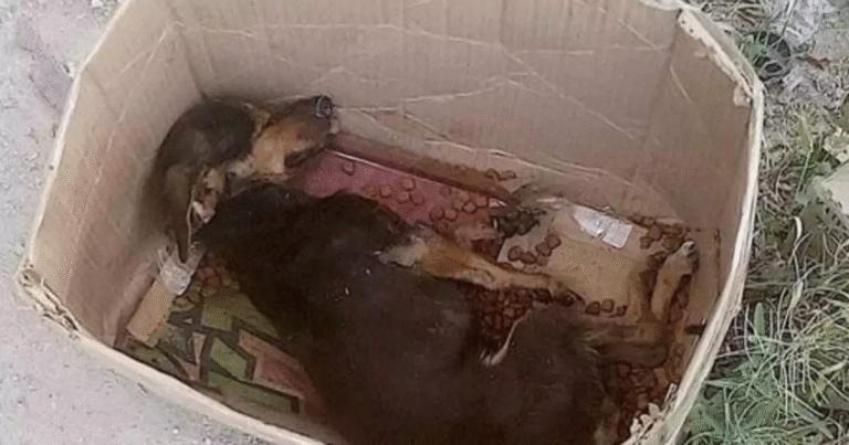 Lasciato in strada dai suoi ex proprietari, un cagnolino ritrova la speranza grazie a un incontro che gli cambia per sempre il destino.