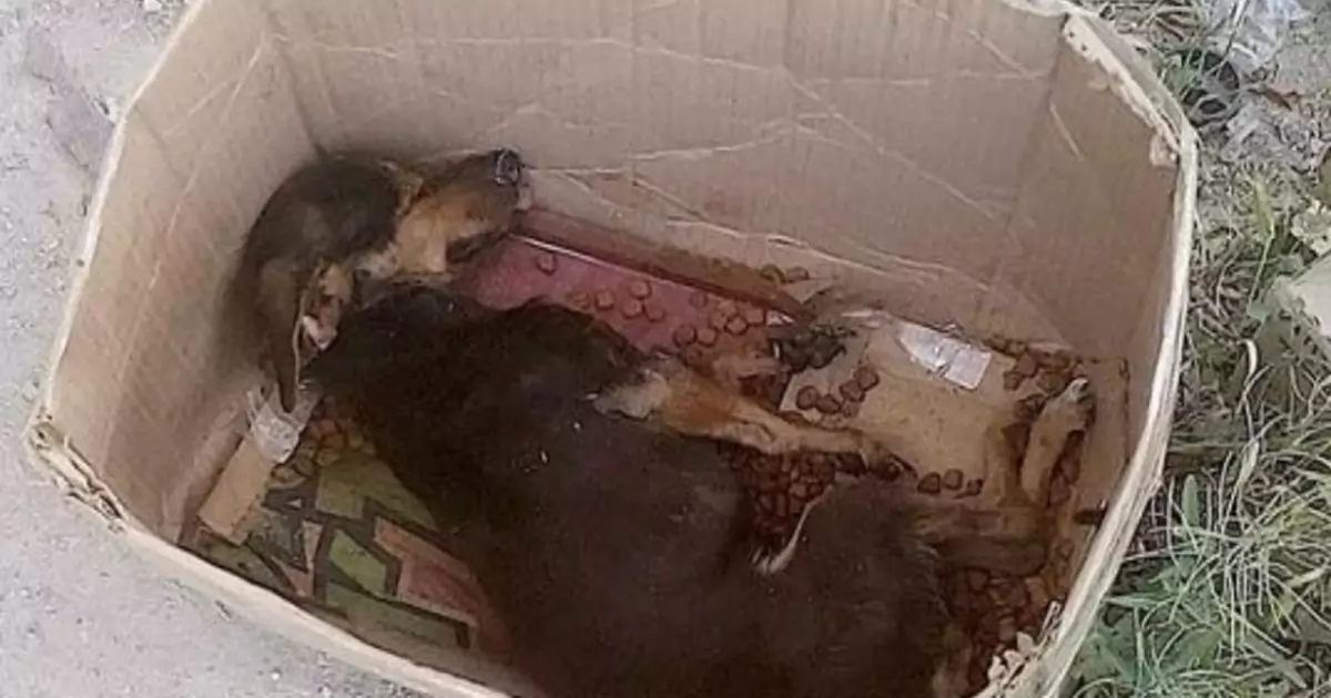 Lasciato in strada dai suoi ex proprietari, un cagnolino ritrova la speranza grazie a un incontro che gli cambia per sempre il destino.