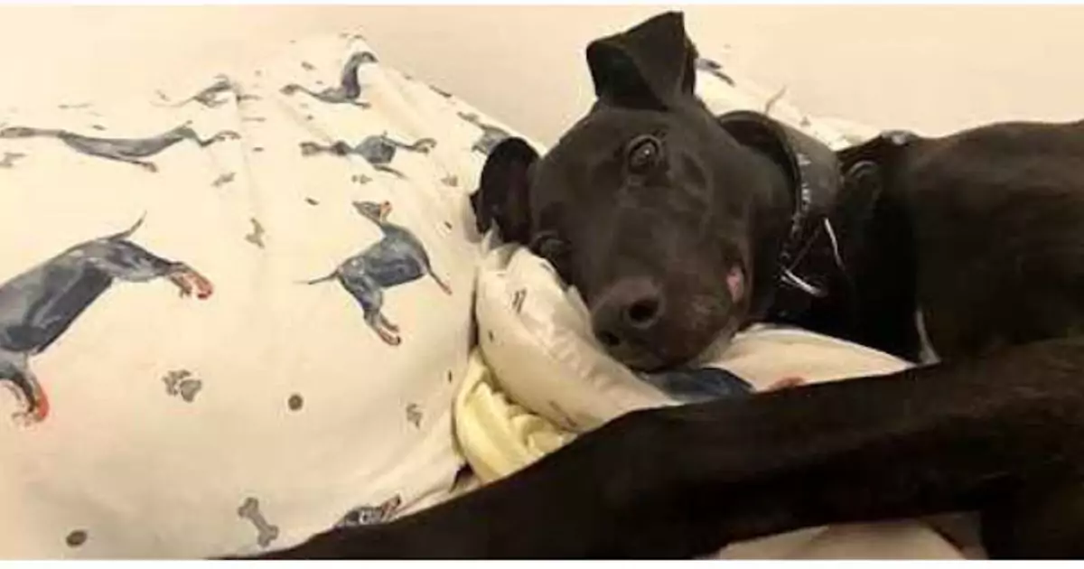 A Edenbridge, in Inghilterra, Monty vive da quasi otto anni in rifugio. Ha un cuore d’oro ma nessuno lo adotta: il suo unico sogno è una casa tutta per sé.