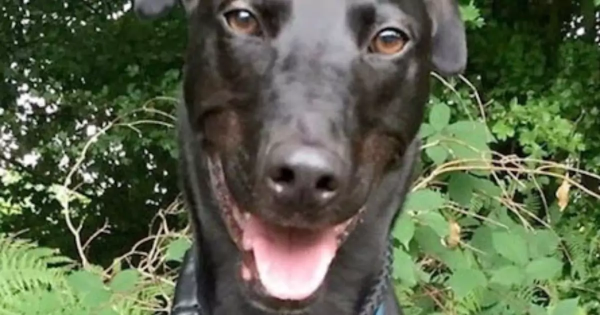 Da Edenbridge arriva la storia di Monty, un cagnolino dal cuore grande che da sette lunghi anni vive in rifugio sognando una casa tutta sua.