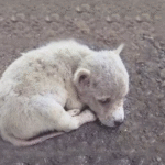 Cane randagio si rifugia in un carrello sotto la pioggia, il negozio lo adotta