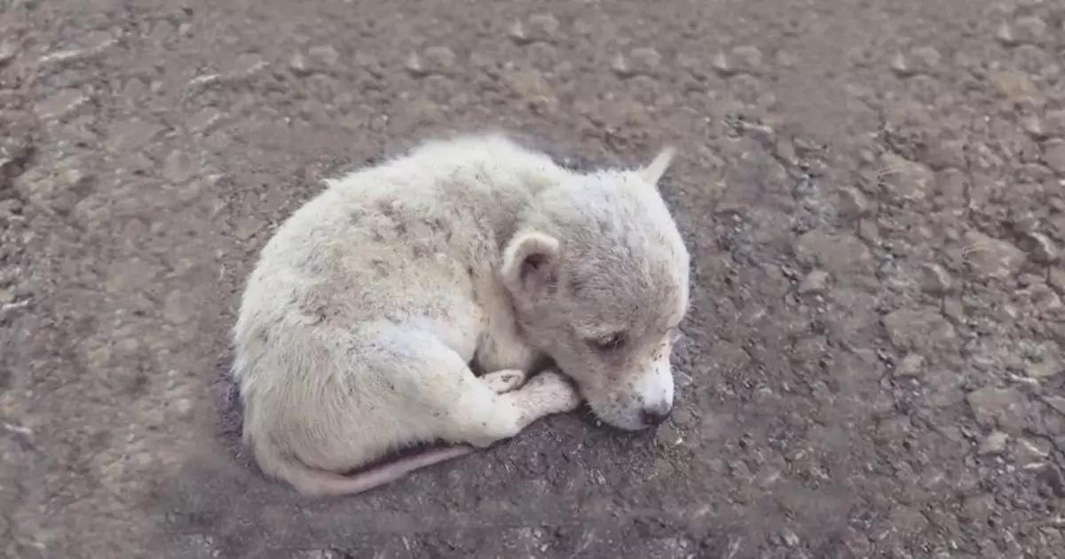 Trovato solo e raggomitolato sul ciglio della strada, questo cane era ridotto allo stremo. Ora, grazie a una famiglia amorevole, ha riscoperto la gioia di vivere.