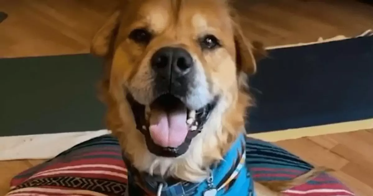 Abbandonato e malato, un cane anziano ritrova la felicità grazie a Emma, una donna dal cuore grande che gli ha regalato la possibilità di vivere ancora.