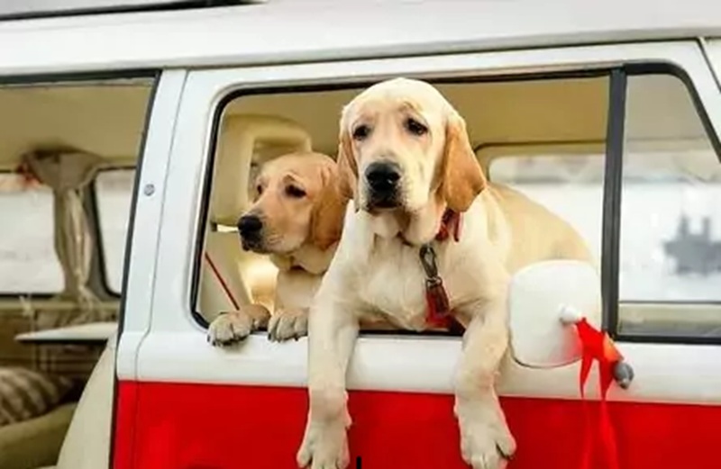 Un cagnolino scomparso da oltre tre anni è tornato tra le braccia della sua famiglia grazie all’impegno dei soccorritori. Il video del ricongiungimento commuove il web.