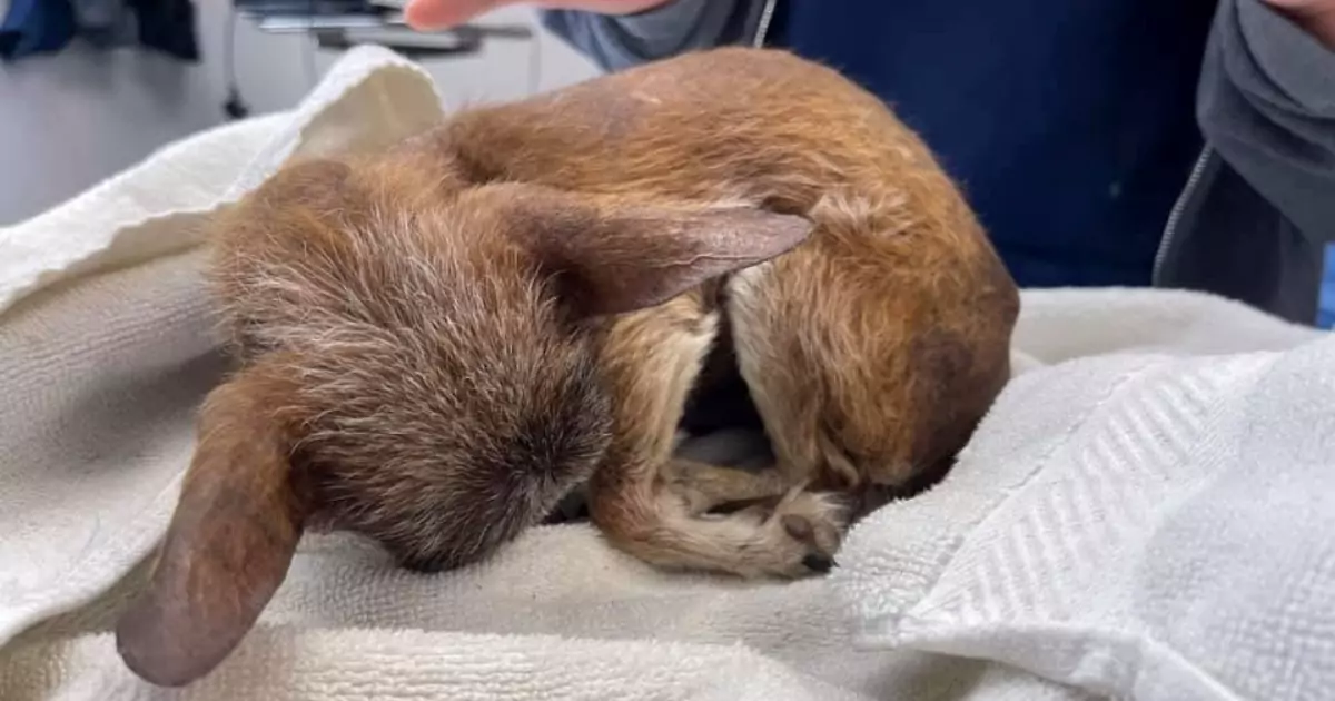 Dopo una vita trascorsa accanto alla sua famiglia, il piccolo Cookie è stato abbandonato davanti a una clinica veterinaria perché “troppo vecchio”.