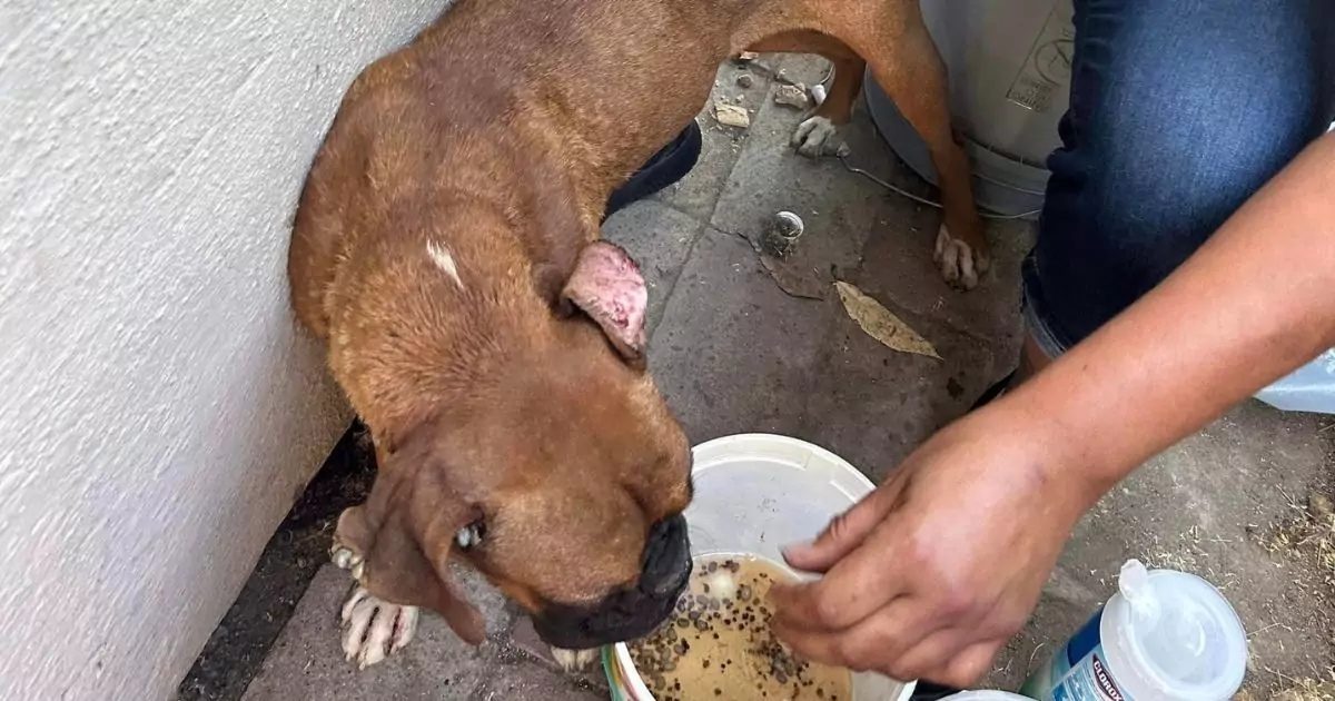 Abbandonata e ricoperta di zecche, la piccola Betty è stata salvata in extremis da un gruppo di volontari guidati da Izabella St. James, fondatrice di The Pug Queen.