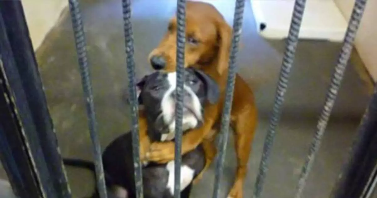 La foto di due cuccioli che si abbracciavano disperati in un canile ha commosso il mondo. Oggi vivono insieme, finalmente amati e liberi.