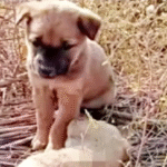 Cucciolo in condizioni disperate, trovato immobile sul ciglio della strada,  viene soccorso e torna gradualmente a camminare