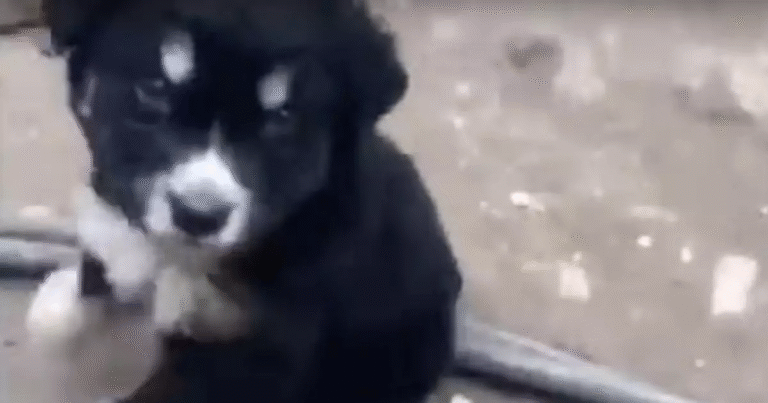 Il video virale mostra l’incredibile coraggio di un piccolo cane che tenta in tutti i modi di aiutare la madre in difficoltà, un gesto che tocca il cuore.