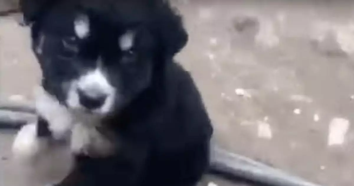 Il video virale mostra l’incredibile coraggio di un piccolo cane che tenta in tutti i modi di aiutare la madre in difficoltà, un gesto che tocca il cuore.