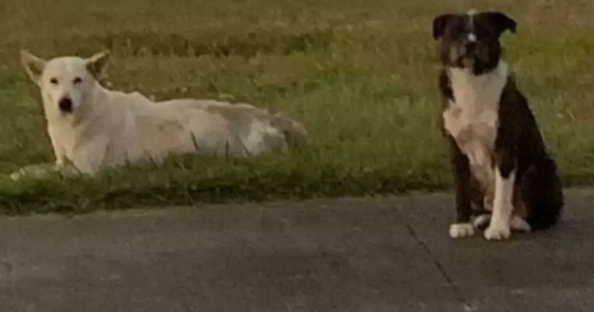 Ferita e immobile sul ciglio della strada, una cagnolina è stata protetta per ore dal suo compagno a quattro zampe fino all’arrivo dei soccorsi. Ora vivono insieme e sono inseparabili.