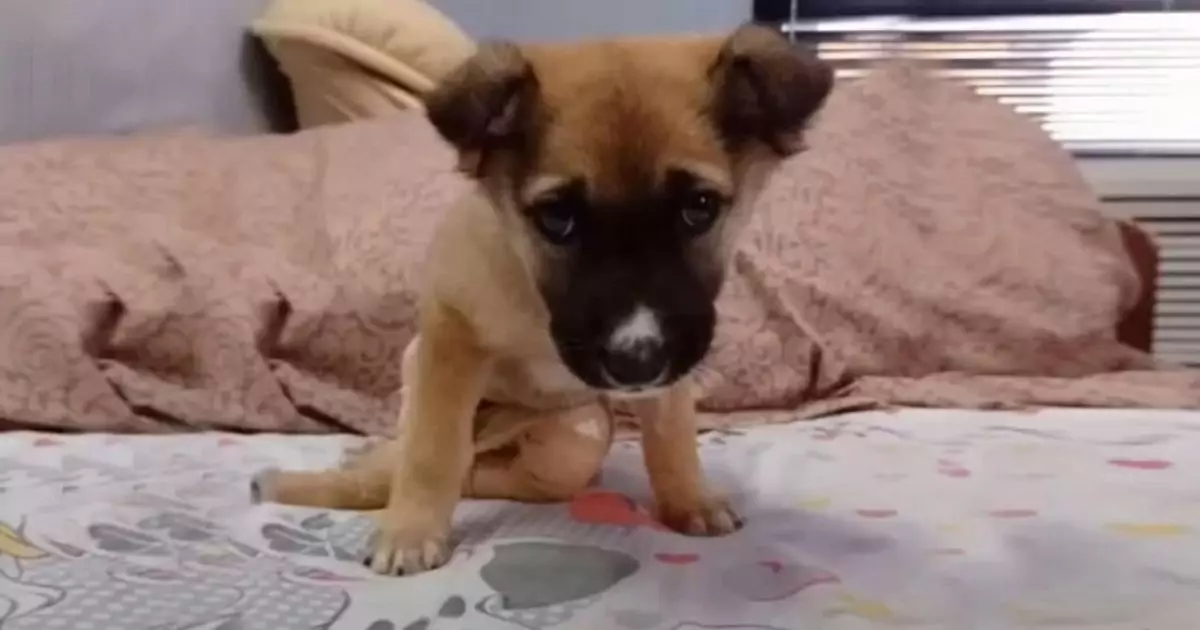 Ridotta in fin di vita e paralizzata dal dolore, Gabi è rinata grazie alla bontà di chi ha creduto nei miracoli. Oggi cammina di nuovo ed è amata.