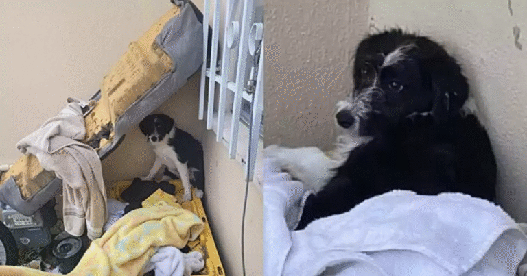 Abbandonato per strada in California e terrorizzato dagli esseri umani, Snoopy ha ritrovato fiducia e amore grazie all’incontro con un bambino di 8 anni.