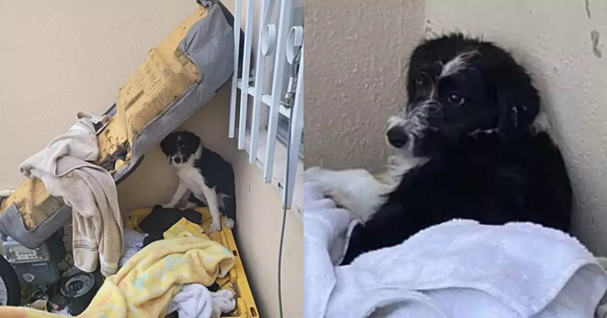 Abbandonato per strada in California e terrorizzato dagli esseri umani, Snoopy ha ritrovato fiducia e amore grazie all’incontro con un bambino di 8 anni.