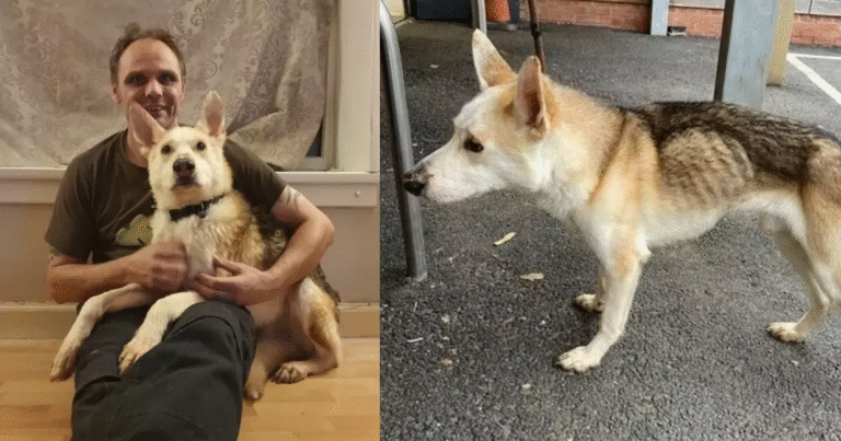 Scomparso durante una passeggiata, un cane ritrova la sua famiglia dopo otto anni. Il loro incontro è diventato simbolo di amore eterno e fedeltà.