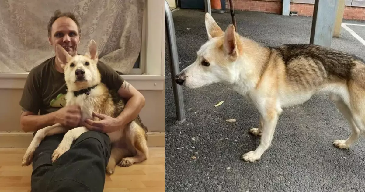 Scomparso durante una passeggiata, un cane ritrova la sua famiglia dopo otto anni. Il loro incontro è diventato simbolo di amore eterno e fedeltà.
