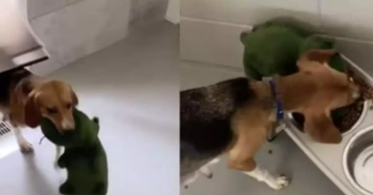 Dopo anni chiuso in una gabbia, Dory scopre l’amore e la felicità grazie a un coccodrillo di peluche che non lascia mai, nemmeno durante i pasti.