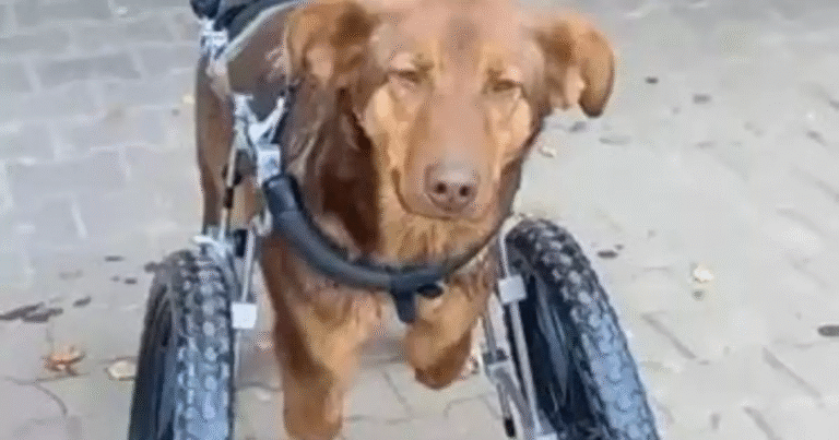 Abbandonato e malato, un cucciolo di Pastore Tedesco è stato salvato da una volontaria russa. Oggi, grazie a una sedia a rotelle, corre di nuovo felice.