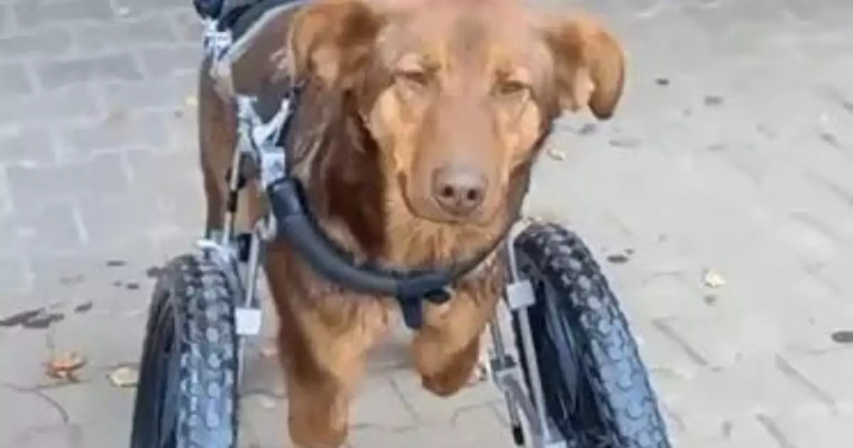 Abbandonato e malato, un cucciolo di Pastore Tedesco è stato salvato da una volontaria russa. Oggi, grazie a una sedia a rotelle, corre di nuovo felice.