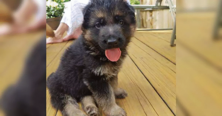 Portato in clinica per essere soppresso a sole quattro settimane, il piccolo Nico viene salvato da una veterinaria dal cuore grande e oggi vive felice con la sua nuova famiglia.