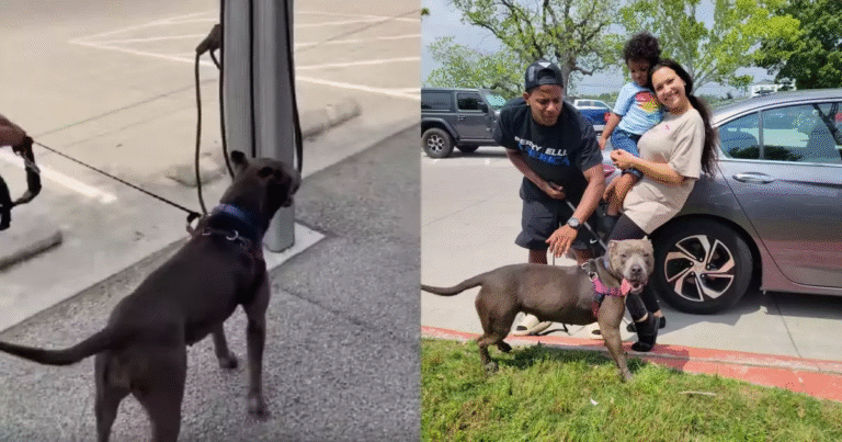 Dopo un anno di dolore e rassegnazione, una famiglia ritrova la sua amata pitbull Juicee grazie a un post su Facebook. Il loro incontro commuove il web.