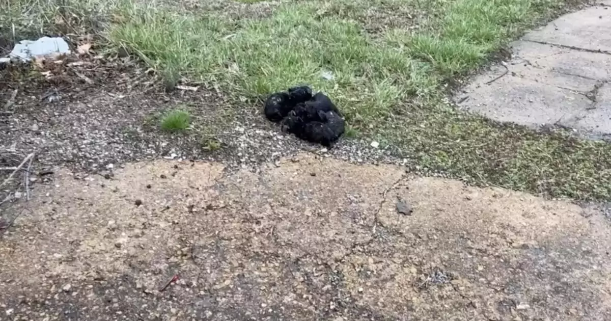 Un autista del Missouri salva sei cuccioli infreddoliti trovati ammassati vicino alla strada. Ora sono al sicuro e in cerca di una nuova casa.