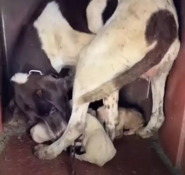 Legata sotto un temporale, questa mamma coraggio ha sfidato pioggia e gelo pur di salvare i suoi cuccioli. Oggi, finalmente, sono tutti al sicuro.