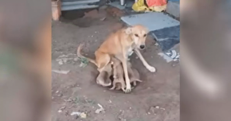 Abbandonata e affamata, Hope ha difeso i suoi piccoli fino all’arrivo dei soccorsi. Oggi, dopo tanto dolore, lei e i suoi cuccioli stanno ritrovando la felicità.