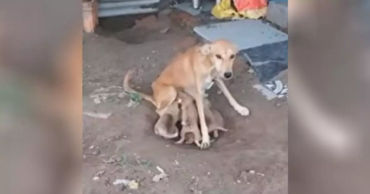 Abbandonata e affamata, Hope ha difeso i suoi piccoli fino all’arrivo dei soccorsi. Oggi, dopo tanto dolore, lei e i suoi cuccioli stanno ritrovando la felicità.