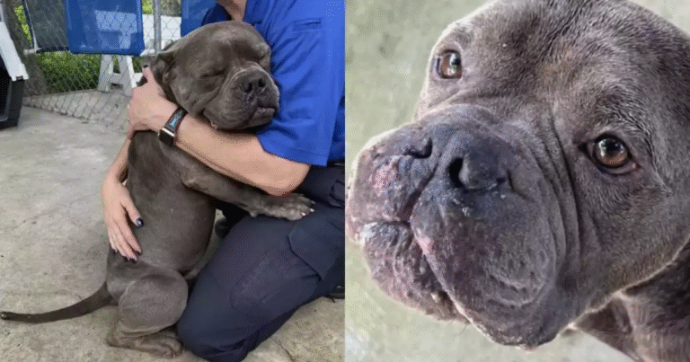 Lasciato solo dai suoi padroni, il dolce Max non ha smesso di credere nell’amore umano e oggi abbraccia chi gli ha salvato la vita.