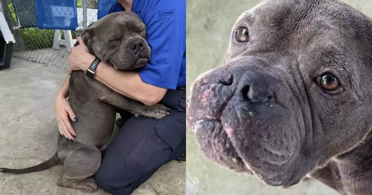 Lasciato solo dai suoi padroni, il dolce Max non ha smesso di credere nell’amore umano e oggi abbraccia chi gli ha salvato la vita.