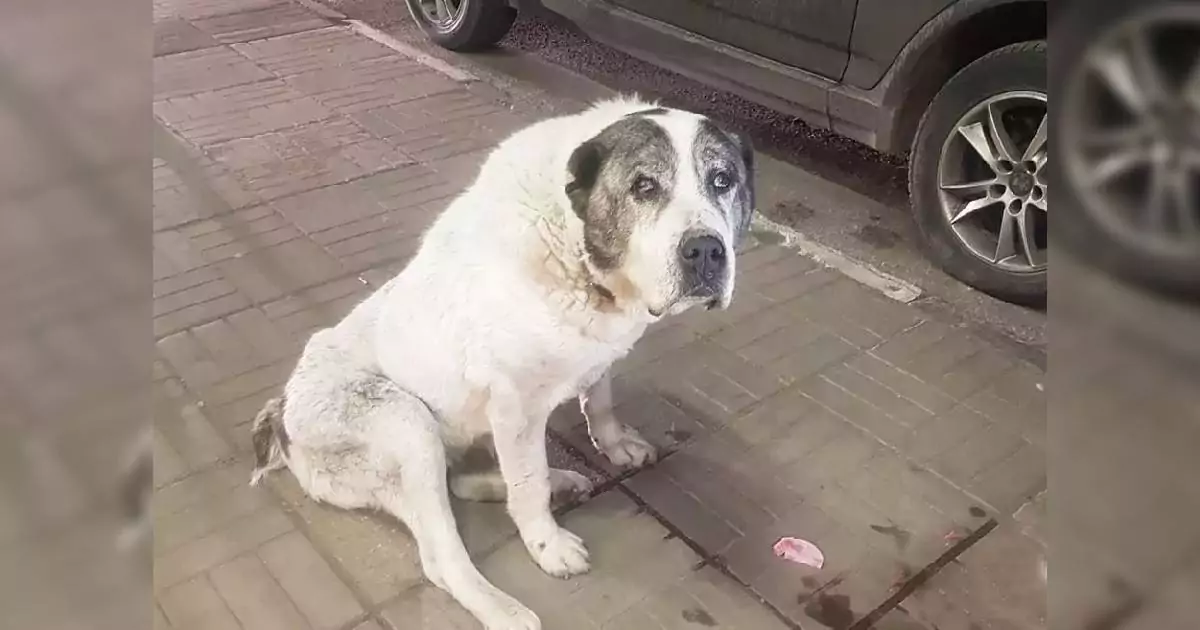 Dopo la morte del suo proprietario, una cagnolina è rimasta per mesi davanti a casa aspettando invano il suo ritorno. Finché un uomo le ha restituito la vita.