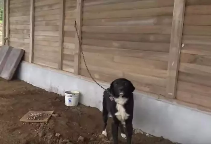 Lasciata legata con una catena dopo il trasloco della sua famiglia, Patsy è stata salvata dai volontari di Hope for Paws e oggi sogna un’adozione felice.