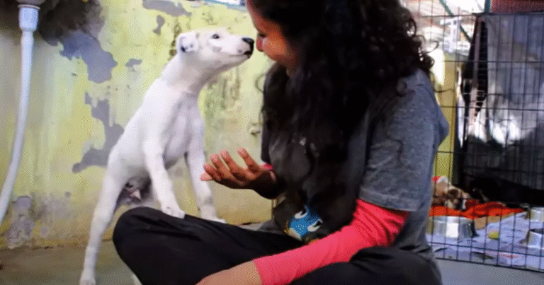 Salvato in India da Animal Aid Unlimited, il piccolo Banny è passato dalla paura e dal dolore a una nuova vita piena di amore e giochi.