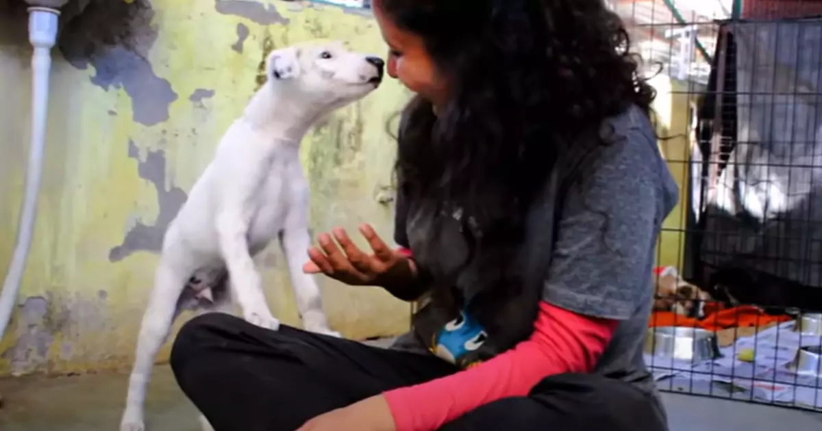 Salvato in India da Animal Aid Unlimited, il piccolo Banny è passato dalla paura e dal dolore a una nuova vita piena di amore e giochi.