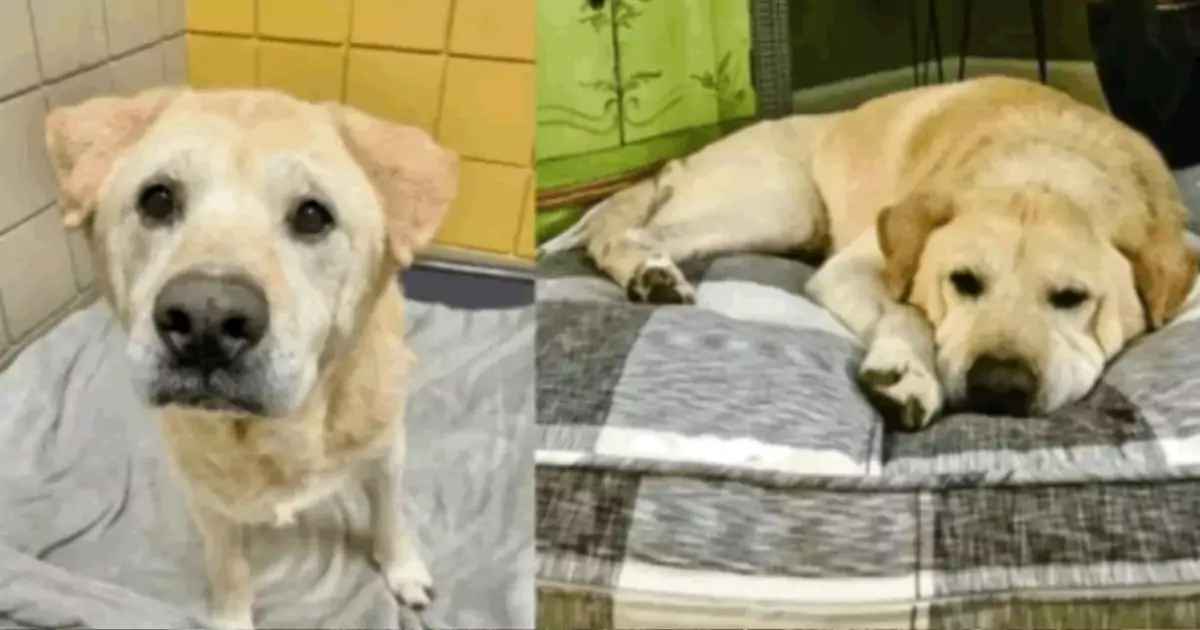 Anziano e malato, Martin è stato adottato e restituito più volte. Oggi una nuova famiglia gli sta dando un’ultima possibilità d’amore.