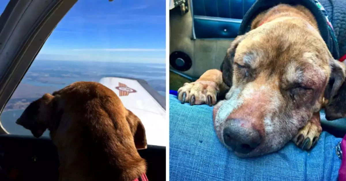 Data solo per poche settimane di vita, è stata portata in aereo da un pilota volontario fino a una nuova casa adottiva, dove ha riscoperto serenità e affetto.