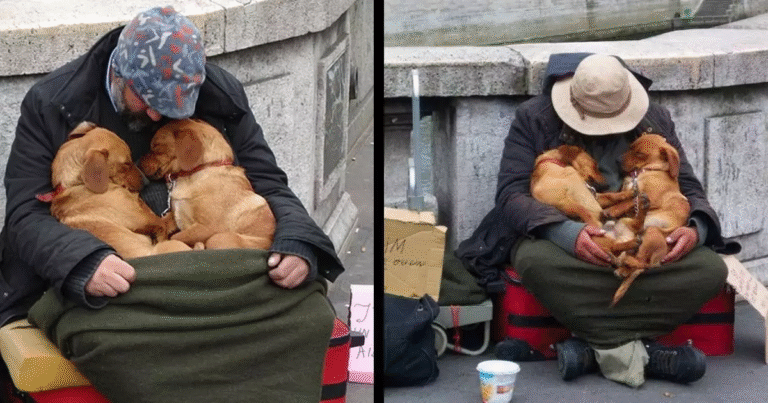 Due cuccioli di Golden Retriever si avvicinano a un clochard e lo abbracciano con dolcezza, regalando una lezione di umanità e amore puro.