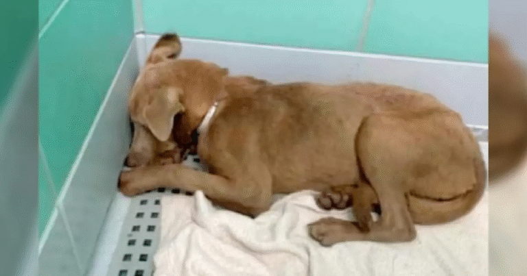 Salvata in extremis dall’eutanasia, questa dolcissima Labrador mix sta imparando di nuovo a fidarsi delle persone.