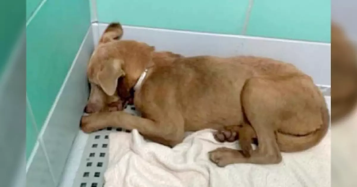 Salvata in extremis dall’eutanasia, questa dolcissima Labrador mix sta imparando di nuovo a fidarsi delle persone.