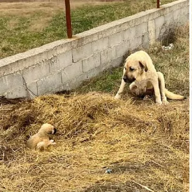 La cagnolina Mika è stata brutalmente picchiata per difendere il suo cucciolo Kenneth. Salvati dagli animalisti, ora i due cercano una casa piena d’amore.