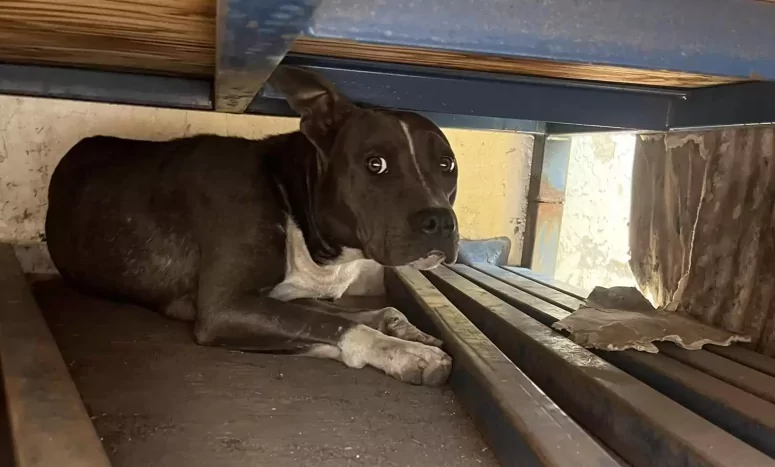 June, la cagnolina che piangeva lacrime vere: salvata dopo aver perso i suoi cuccioli Trovata in un parcheggio industriale, disperata e sola, la Pitbull June ha ritrovato la felicità grazie all’amore e alla tenerezza di chi ha creduto in lei. La chiamata disperata e la corsa contro il tempo A Edenbridge, in Inghilterra, la storia di June, una Pitbull grigia e bianca dal cuore spezzato, ha commosso migliaia di persone. A salvarla è stata Suzette Hall, fondatrice del rifugio Logan’s Legacy, che ha ricevuto una chiamata urgente da un cittadino preoccupato: una cagnolina si aggirava smarrita in un parcheggio per camion, mettendo a rischio la sua vita. Suzette, abituata a intervenire in casi estremi, ha capito dal tono di voce di chi l’aveva contattata che non c’era tempo da perdere. Si è precipitata sul posto e, appena arrivata, si è trovata davanti a una scena che le ha spezzato il cuore: una mamma cane che correva freneticamente tra i mezzi pesanti, cercando qualcosa o qualcuno che non c’era più. Il suo corpo mostrava segni chiari: aveva da poco partorito, ma dei suoi cuccioli non c’era traccia. Suzette ha raccontato: “Non ho mai visto un cane così triste in tutta la mia vita. June piangeva davvero, aveva lacrime vere.” Un dolore impossibile da dimenticare Suzette ha cercato a lungo nel piazzale, ma dei piccoli non è stata trovata alcuna traccia. È stato in quel momento che ha capito: June era una madre in lutto, alla ricerca disperata dei suoi cuccioli perduti. La donna, madre a sua volta, ha sentito un legame immediato con quella creatura sofferente. L’ha avvolta in una coperta, portata in macchina e l’ha stretta forte, cercando di trasmetterle un po’ di conforto. “Era il cane più traumatizzato che avessi mai visto”, ha raccontato Suzette. “L’ho solo tenuta tra le braccia, perché sapevo esattamente come si sentiva.” June è stata poi trasportata in una clinica veterinaria, dove ha ricevuto cure, cibo e attenzioni. Le ferite fisiche si sono rimarginate, ma per il cuore ci è voluto più tempo. Suzette ha deciso di raccontare la sua storia, sperando che qualcuno potesse offrirle una casa e tanto amore. Una nuova vita grazie all’amore di un’altra mamma La risposta non ha tardato ad arrivare. Una donna, che aveva già adottato una Pitbull con una storia simile, ha deciso di accogliere June temporaneamente. Fin dal primo incontro, tra loro è nata una connessione speciale. June, che fino a pochi giorni prima non riusciva neanche a guardare negli occhi un essere umano, ha iniziato a fidarsi di nuovo. La sua nuova casa, inizialmente un affido temporaneo, è presto diventata la sua casa per sempre. La donna ha chiesto di adottarla definitivamente, e da quel momento June ha conosciuto la felicità che non aveva mai avuto. Oggi, accanto alla sua nuova famiglia e alla sua “sorellina” a quattro zampe, June è rinata. Corre, gioca, dà baci a tutti e vive finalmente una vita fatta di amore e serenità. “Tutto quello che fa ora è dare affetto”, ha detto Suzette con emozione. “È così felice.” June non potrà dimenticare il dolore vissuto, ma grazie alla compassione di chi non si è voltato dall’altra parte, ha avuto una seconda possibilità. E oggi, finalmente, sa cosa significa essere amata davvero.