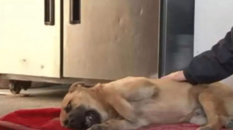 Abbandonato e maltrattato, il cane Nuri ha lottato per sopravvivere tra le strade di Seoul. Oggi, grazie ai volontari, ha trovato una casa e una nuova speranza.
