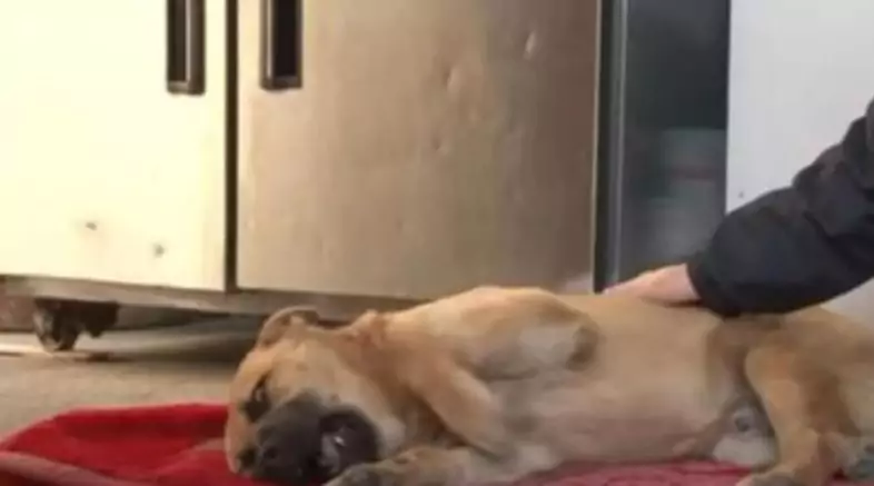 Abbandonato e maltrattato, il cane Nuri ha lottato per sopravvivere tra le strade di Seoul. Oggi, grazie ai volontari, ha trovato una casa e una nuova speranza.