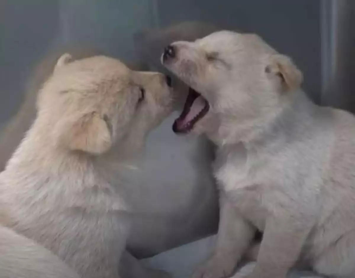 Abbandonata e denutrita, la cagnolina Summer ha percorso chilometri ogni giorno per trovare cibo per i suoi piccoli. Oggi è finalmente al sicuro.
