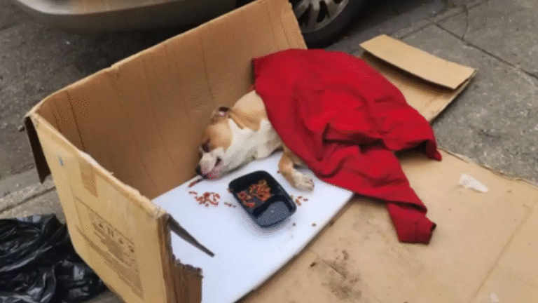 Intrappolato e paralizzato in un sacco, un pitbull è stato salvato da un operaio. Dopo cure e riabilitazione, oggi vive felice in una nuova famiglia.
